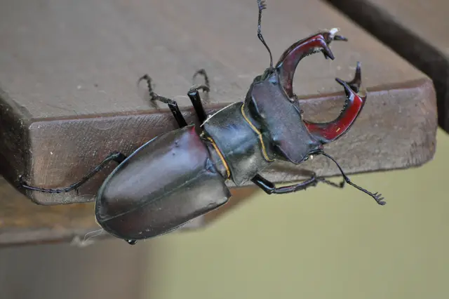 Ein stattliches Männchen von fast 10 cm Größe | Foto: Daniela Somers