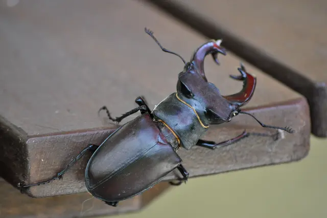 Beim Geweih handelt es sich um die massiv vergrößerten Mandibeln (Oberkiefer) | Foto: Daniela Somers