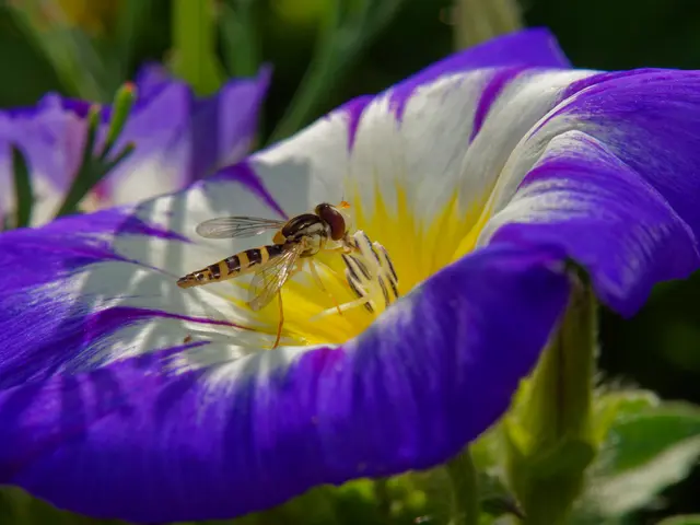 Schwebefliege an Winde | Foto: Eigenes Bild TB