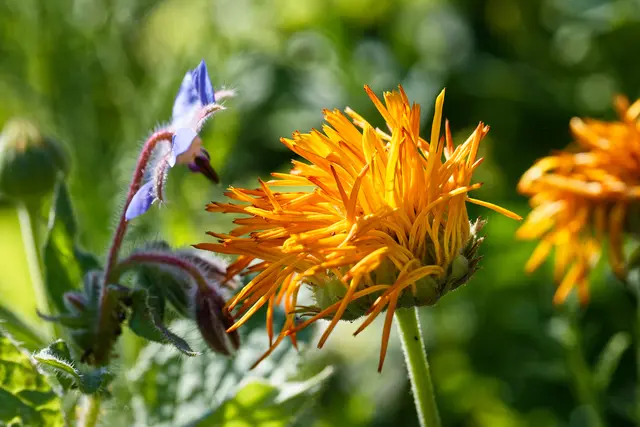 Fraa Babbisch ... | Foto: WKY