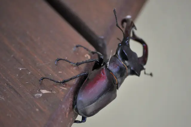 NIcht nur schwarz. Der Käfer schimmert rötlich. | Foto: Daniela Somers