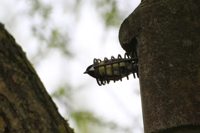 Meise kommt aus dem Nistkasten in Stein am Kocher. | Foto: Sandra Martines