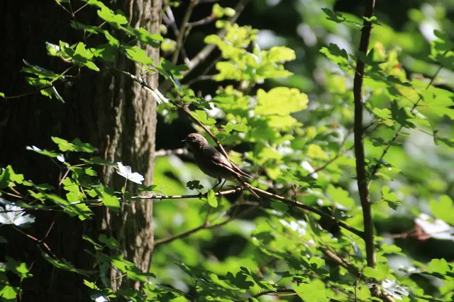 Ist das ein Hausrotschwanz in Oedheim? | Foto: Sandra Martines