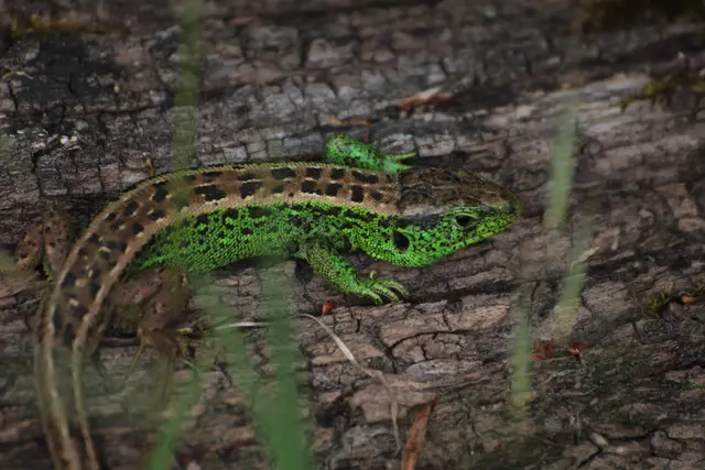 Eidechse im Hardthauser Wald | Foto: Sandra Martines