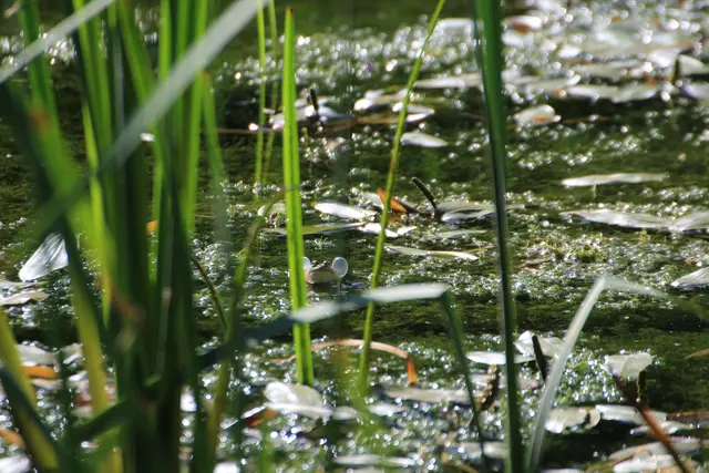 Frosch im Degmarner Wald | Foto: Sandra Martines
