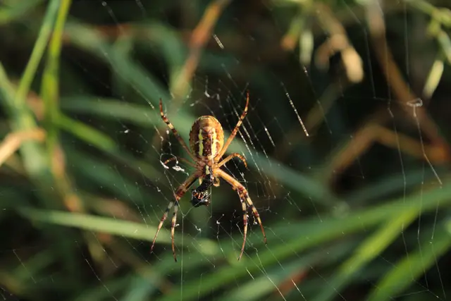 Spinne bei Sonnenaufgang in ihrem Netz beim Maisfeld | Foto: Sandra Martines