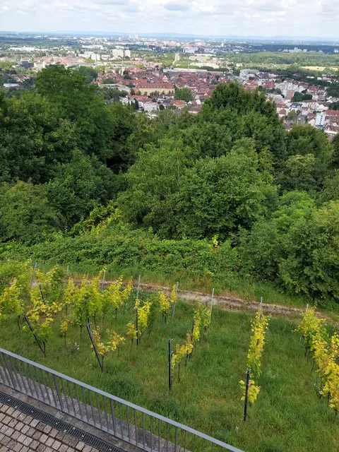 Diesmal der Weinberg von oben. | Foto: Foto privat
