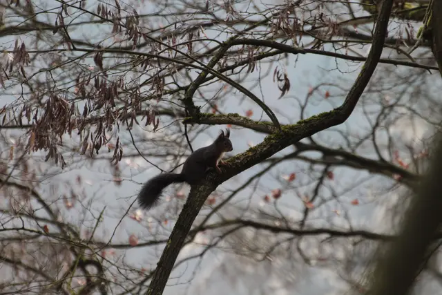 Eichhörnchen in Dahenfeld | Foto: Sandra Martines