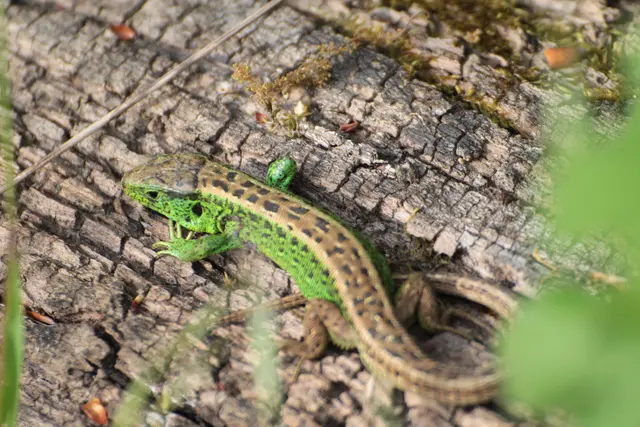Eidechse im Hardthauser Wald | Foto: Sandra Martines