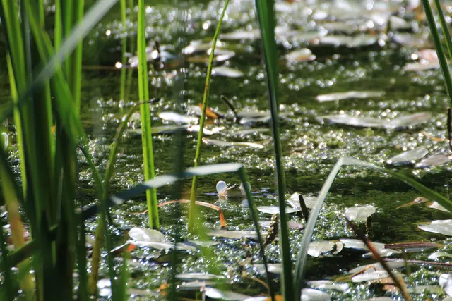 Frosch im Degmarner Wald | Foto: Sandra Martines