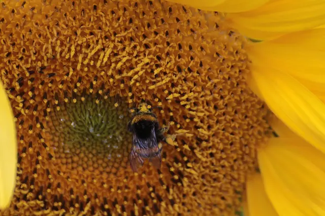 Hummel auf einer Sonnenblume in Weinsberg. | Foto: Sandra Martines