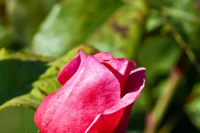 ganz oben, mit Schatten 😉 | Foto: WKY