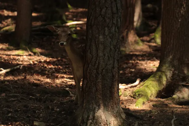 Wer linst denn im Odenwald hinter einem Baum vor? | Foto: Sandra Martines