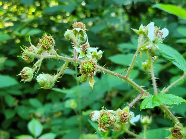 Brombeeren, eine Köstlichkeit in unseren Wäldern. | Foto: Hans Peter Schmitt
