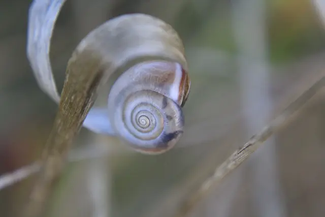 Schnecke bei den Streuobstwiesen in Oedheim. | Foto: Sandra Martines