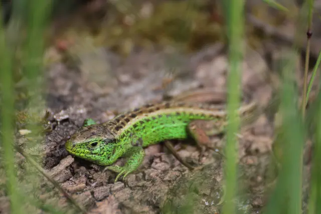 Eidechse im Hardthauser Wald | Foto: Sandra Martines