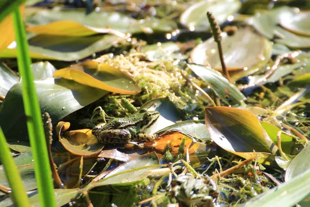 Frosch im Degmarner Wald | Foto: Sandra Martines