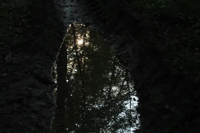 Im Wald in Eberstadt spiegeln sich Bäume und Sonne in einer großen Pfütze. | Foto: Sandra Martines