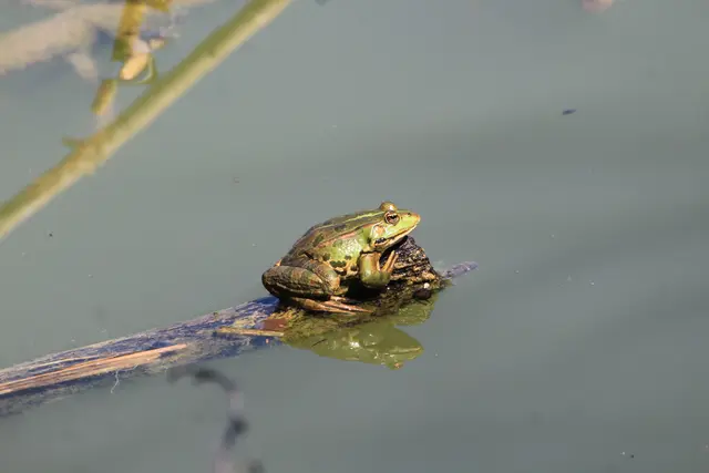 Frosch beim See in Stein am Kocher | Foto: Sandra Martines