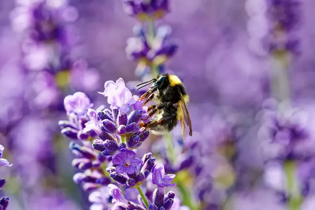 Im Juni bot der Lavendel den Insekten reichlich Nahrung – und dem Heimatreporter Wolfgang Kynast viele Fotomotive. Diese Aufnahme ist das Bild des Monats. | Foto: Wolfgang Kynast