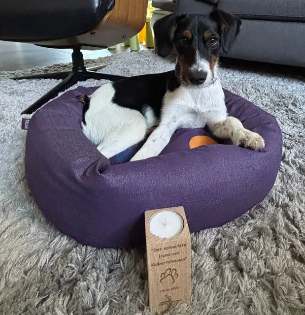 Kira startete bei der Kategorie Welpen und gewann ein Hundekissen und einen Pokal | Foto: Sven Wunderlich