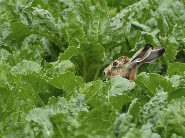 Feldhase versteckt im Rübenfeld | Foto: KHW