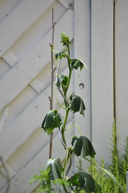 Pflanzenstrategie. Sie hat genug Wasser. Aber sie lässt die Blätter hängen und nimmt alles unnötige Wasser aus den Zellen. Abends steht sie dann wieder komplett normal da. | Foto: Daniela Somers