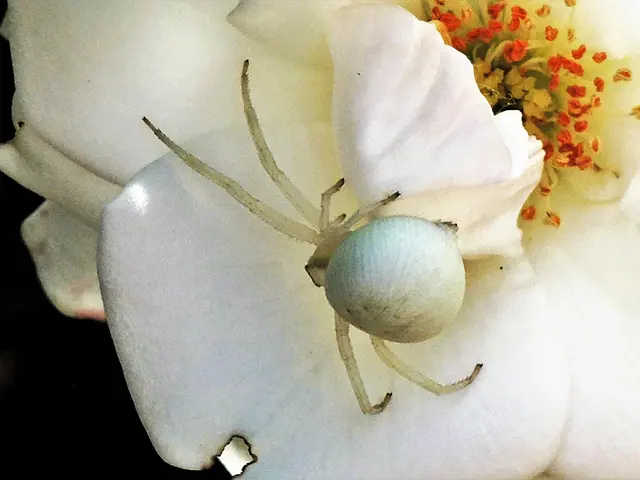 Weiße Krabbenspinne auf einer weißen Rosenblüte | Foto: KHW