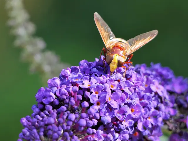 Schwebfliege, die sich als Hornisse tarnt. | Foto: KHW