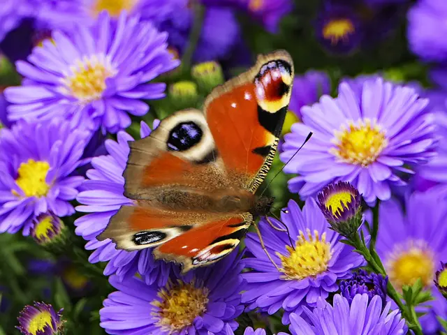 Was leuchtet mehr, das Pfauenauge oder die Aster? | Foto: KHW