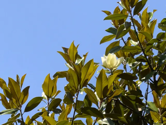Foto: Heide Böllinger aus Bad Friedrichshall