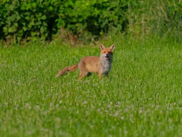 Papa Fuchs | Foto: Eigenes Bild TB
