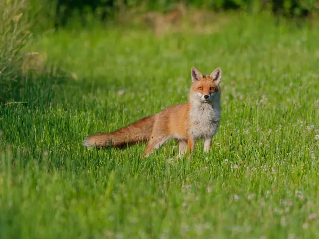 Mama Fuchs | Foto: Eigenes Bild TB