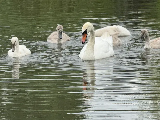 Foto: Heide Böllinger aus Bad Friedrichshall
