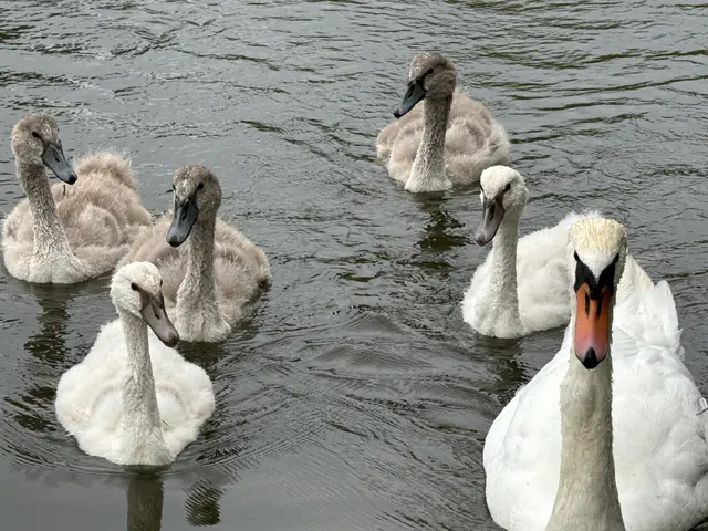 Foto: Heide Böllinger aus Bad Friedrichshall