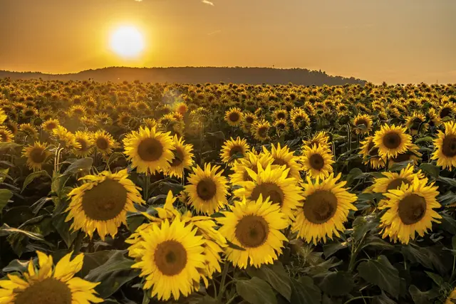 Sonnenuntergang am Heuchelberg. | Foto: Hansjörg Sept