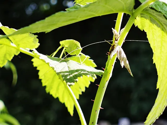 Grashüpfer in den Brombeeren | Foto: KHW