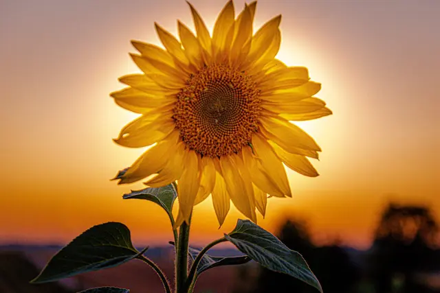 Sonnenuntergang mit Sonnenblume im Zabergäu. | Foto: Erwin Weigend