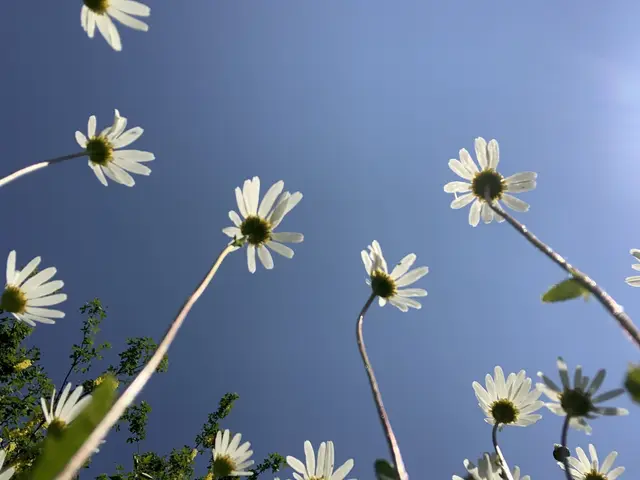 Margeriten aus der Sicht einer Ameise. Da wirken sie ganz schön hoch. | Foto: Elfriede Baier/ Offener Treff Schöntal