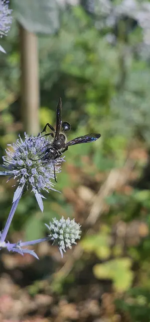 Foto: Evelyn Baumgart 