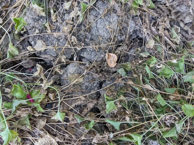 Trockenheit ums Haus: tiefe Risse im Boden | Foto: Umweltgewerkschaft