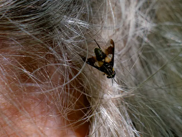 Fliege in Uschis Haar | Foto: Eigenes Bild TB