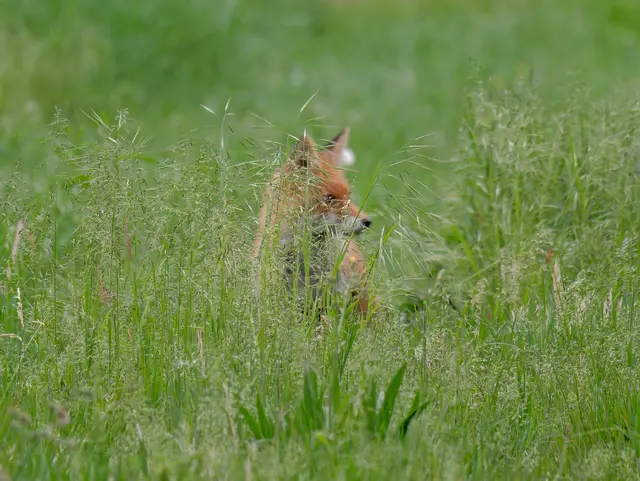 Fuchs | Foto: Eigenes Bild TB