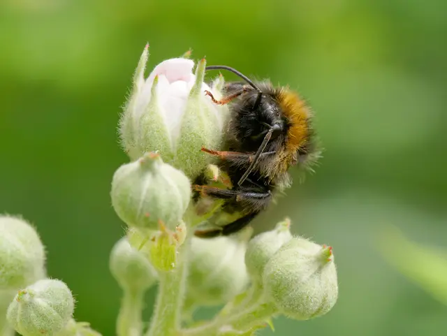 Hummel an Brombeere | Foto: Eigenes Bild TB