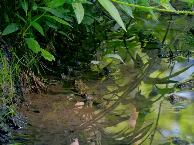 Wieviele Unken sind zu sehen??? | Foto: Eigenes Bild TB