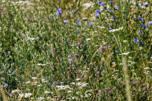 Schmetterlingssuchbild 😉 | Foto: WKY