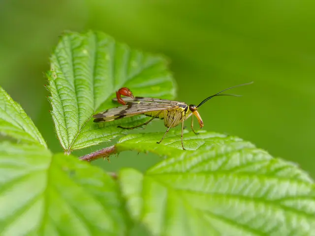 Skorpionfliege - Männchen | Foto: Eigenes Bild TB