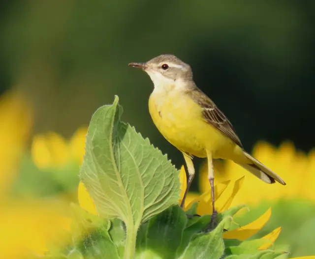 Schafstelze | Foto: Angelika Rampmeier