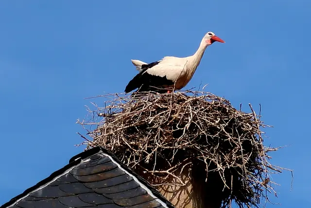 Foto: Eduard Warenik