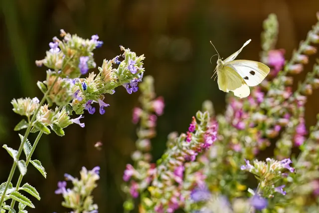 Landeanflug - Landeklappen ausgefahren | Foto: WKY